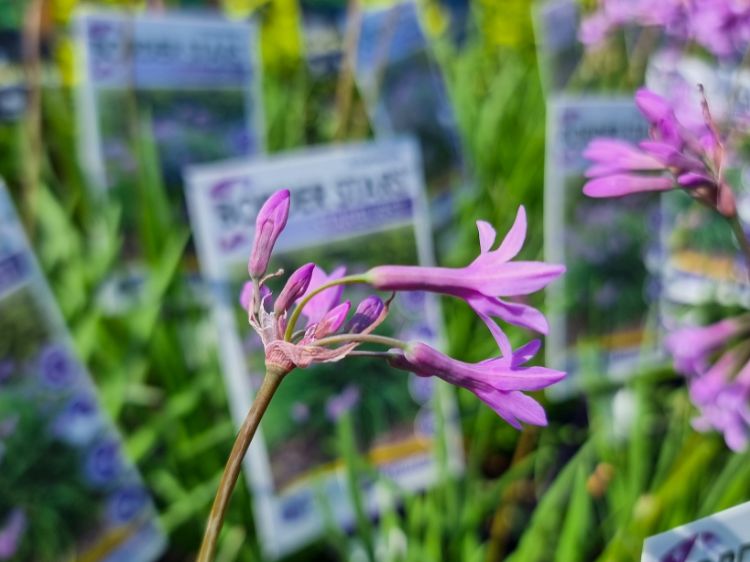 Picture of Tulbaghia violacea Starburst