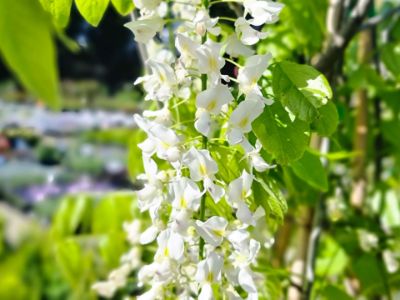 Picture of Wisteria floribunda Alba