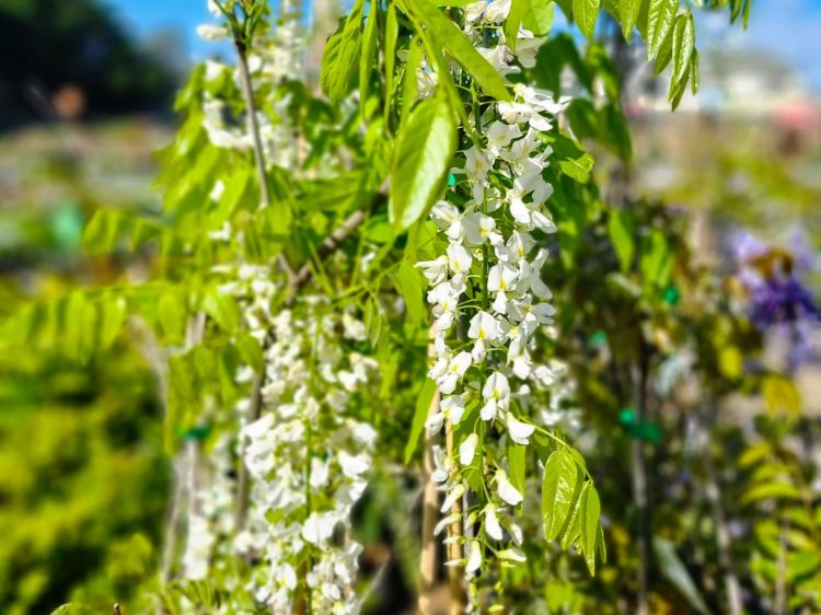 Picture of Wisteria floribunda Alba
