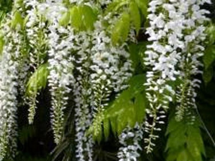 Picture of Wisteria floribunda Alba