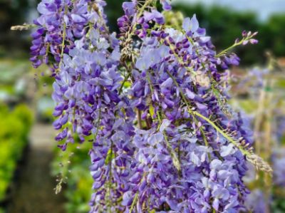 Picture of Wisteria sinensis