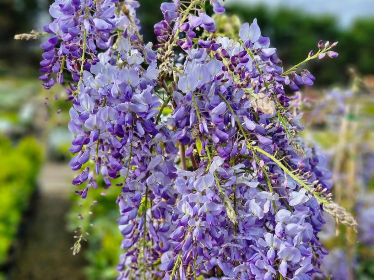 Picture of Wisteria sinensis