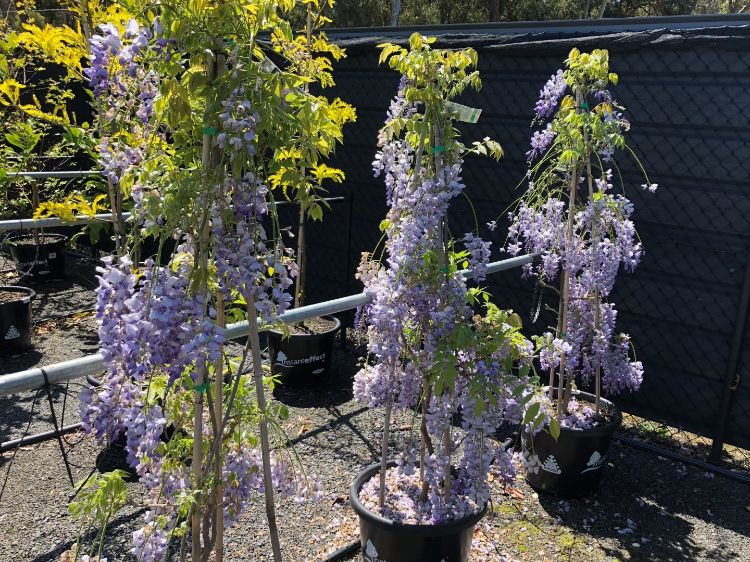 Picture of Wisteria sinensis