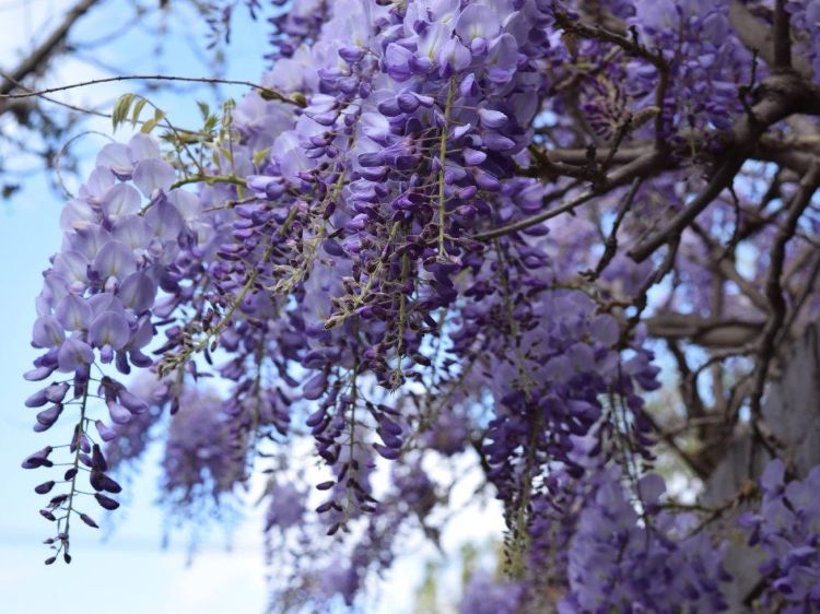 Picture of Wisteria sinensis