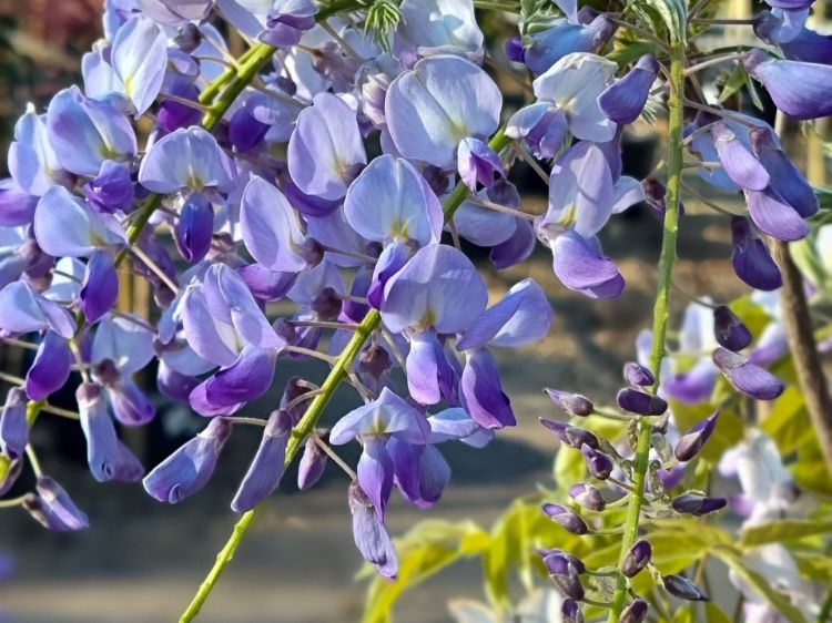 Picture of Wisteria sinensis