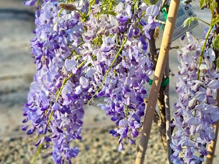 Picture of Wisteria sinensis