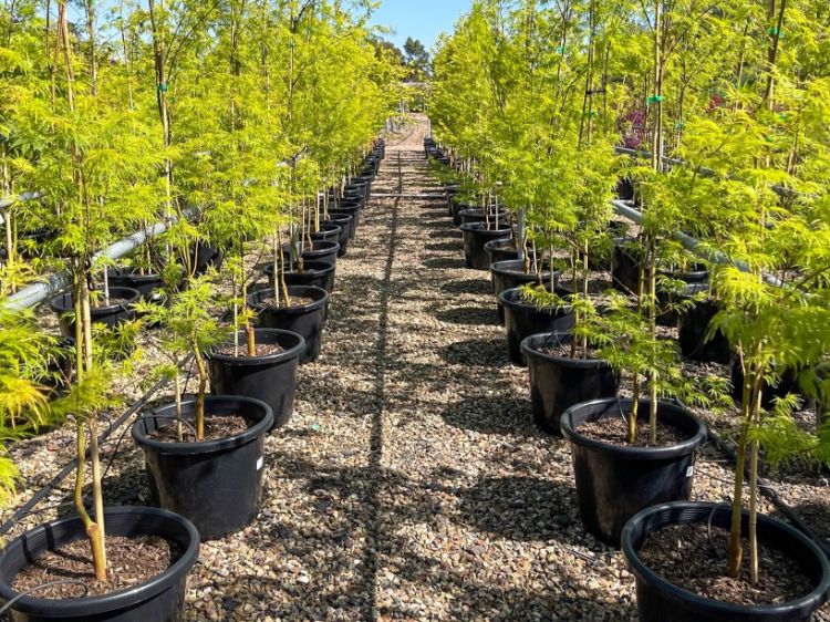 Picture of Acer palmatum Dissectum Inaba Shidare