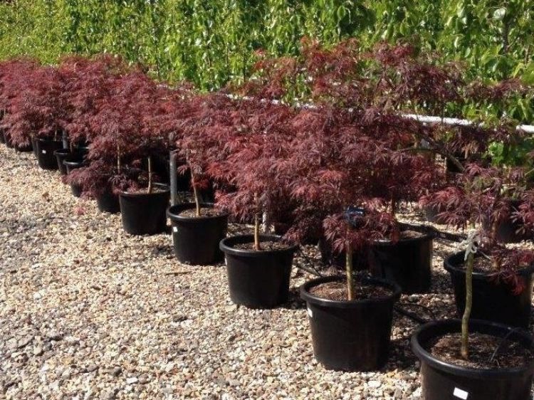 Picture of Acer palmatum Dissectum Inaba Shidare