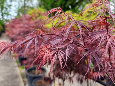 Picture of Acer palmatum Dissectum Inaba Shidare
