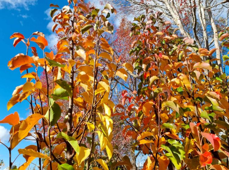 Picture of Pyrus calleryana Capital