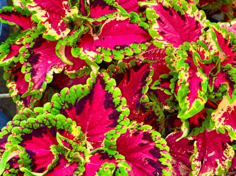 Picture of Solenostemon scutellarioides Heartbreaker