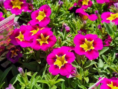 Picture of Calibrachoa hybrida Starjump Hot Pink