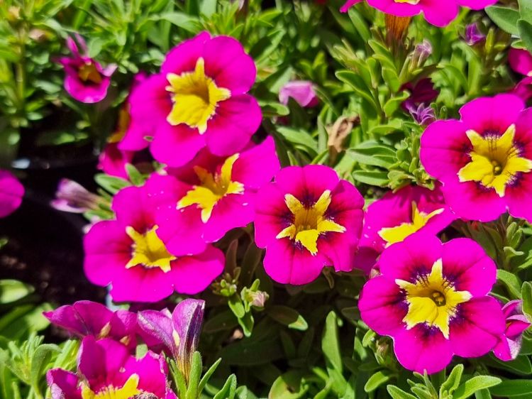 Picture of Calibrachoa hybrida Starjump Hot Pink