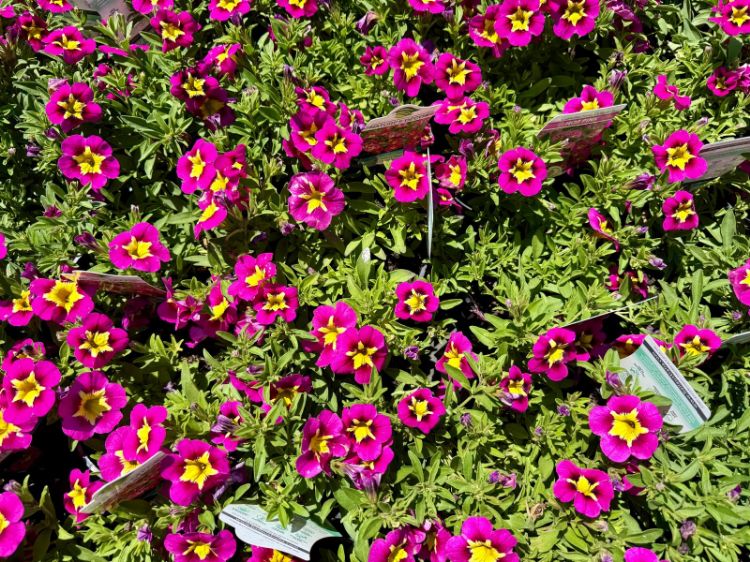 Picture of Calibrachoa hybrida Starjump Hot Pink