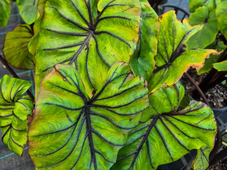 Picture of Colocasia hybrida Pharaohs Mask PBR