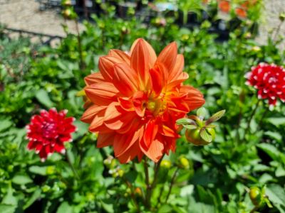 Picture of Dahlia hybrida Dalina Grande Tampico