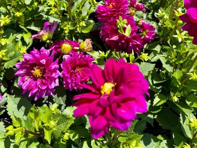 Picture of Dahlia pinnata Dalina Castillo