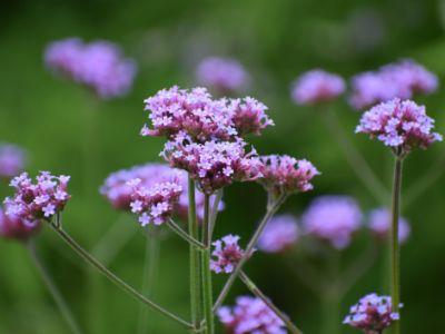 Picture of Verbena bonariensis