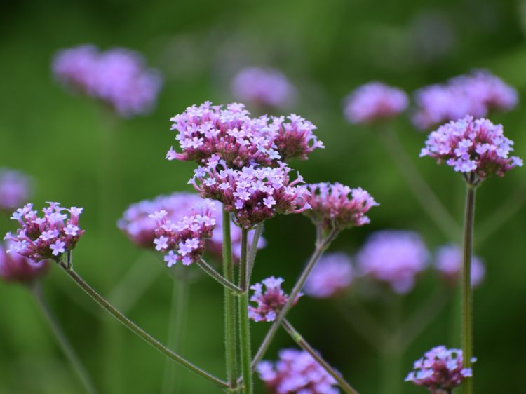 Picture of Verbena bonariensis