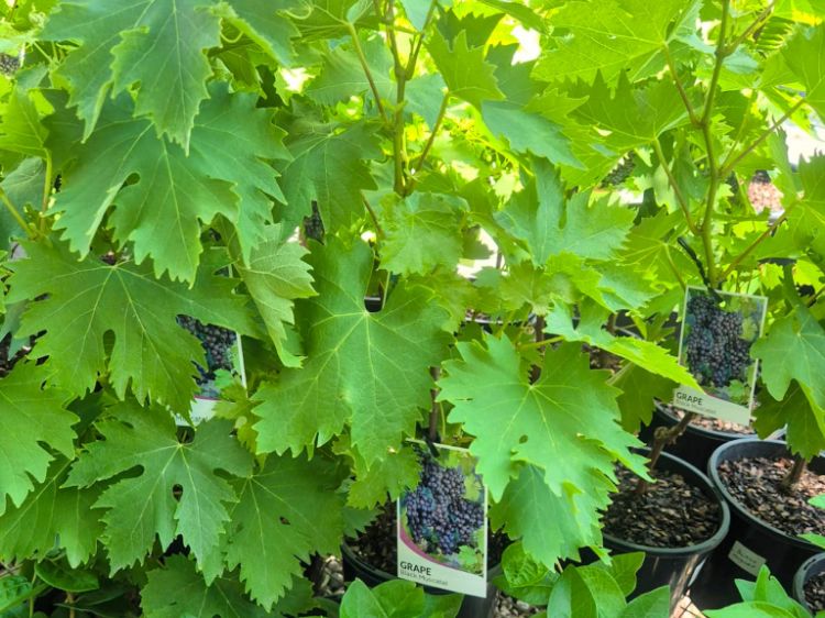 Picture of Vitis vinifera Black Muscat