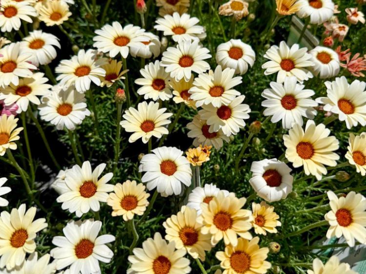 Picture of Rhodanthemum catananche Zagora
