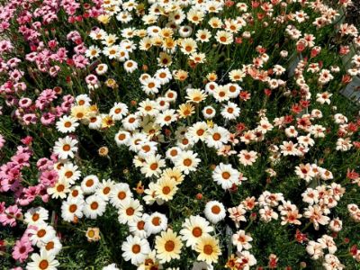 Picture of Rhodanthemum catananche Zagora