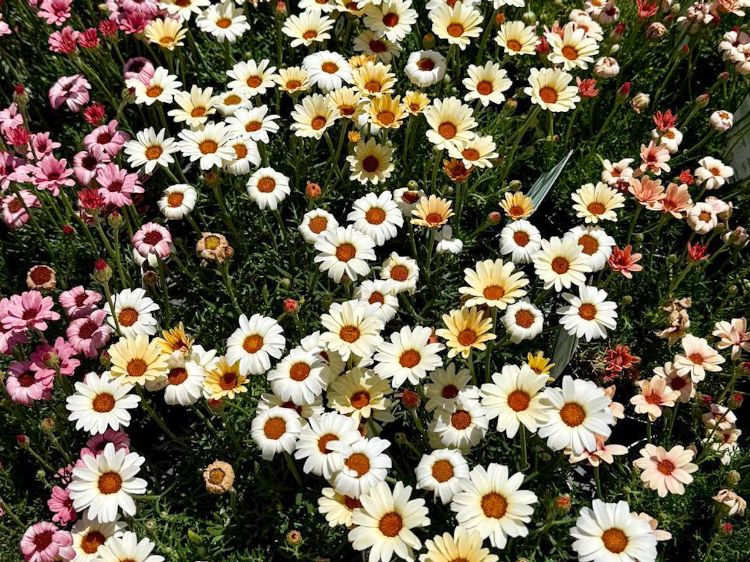 Picture of Rhodanthemum catananche Zagora