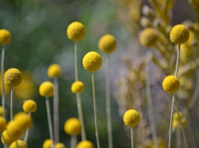 Picture of Pycnosorus globosus