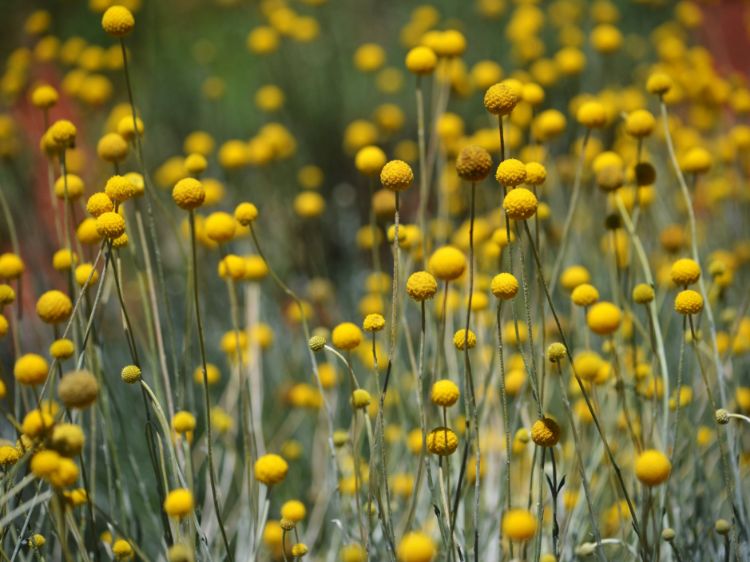 Picture of Pycnosorus globosus