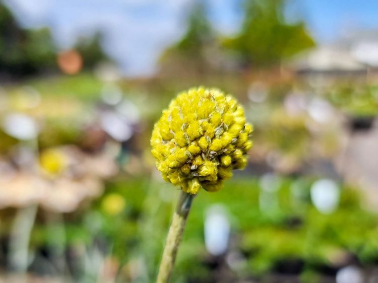 Picture of Pycnosorus globosus