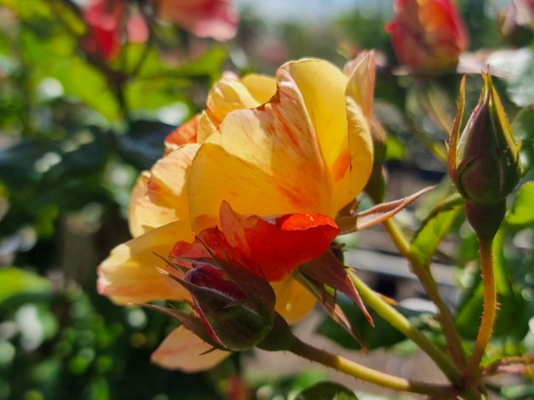 Picture of Rosa Alfred Sisley