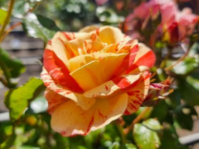 Picture of Rosa Alfred Sisley