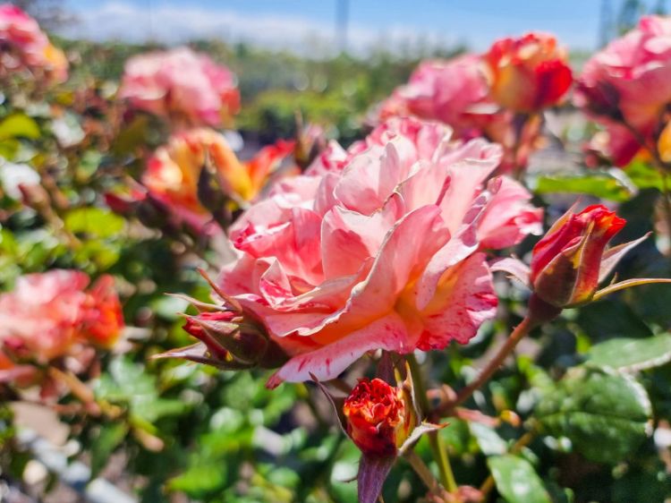 Picture of Rosa Alfred Sisley