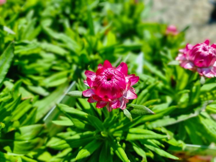 Picture of Xerochrysum bracteatum Granvia Pink