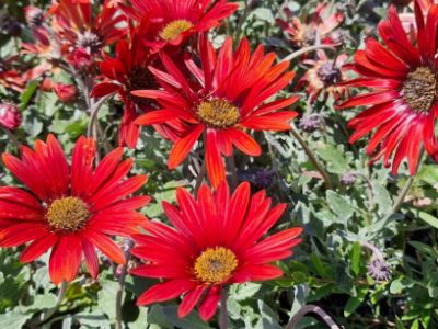 Picture of Arctotis hybrida Blood Red