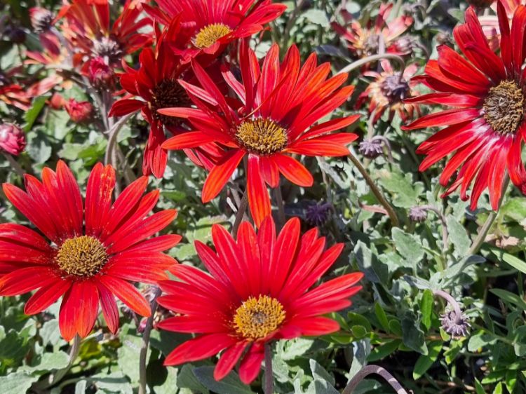 Picture of Arctotis hybrida Blood Red