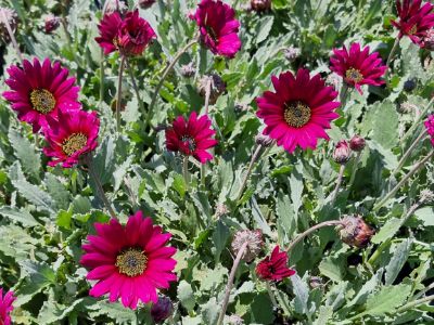 Picture of Arctotis hybrida Plum