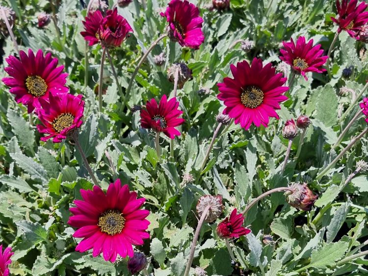 Picture of Arctotis hybrida Plum