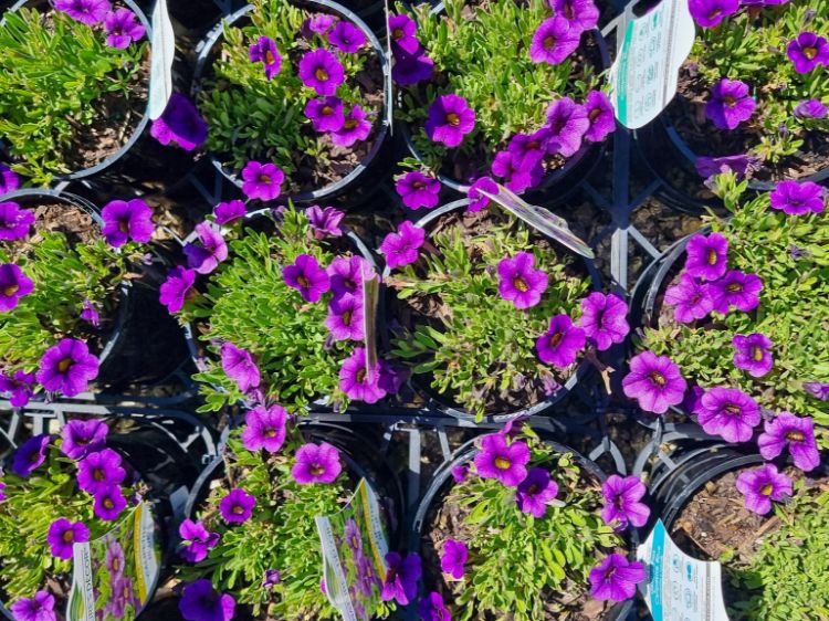 Picture of Calibrachoa hybrida Calipetite Blue