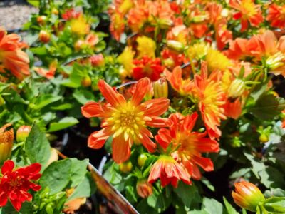 Picture of Dahlia hybrida Dalina Fireball