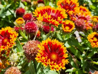 Picture of Gaillardia aristata Arizona Sun
