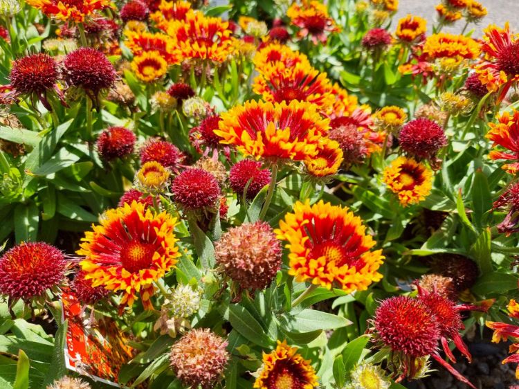 Picture of Gaillardia aristata Arizona Sun