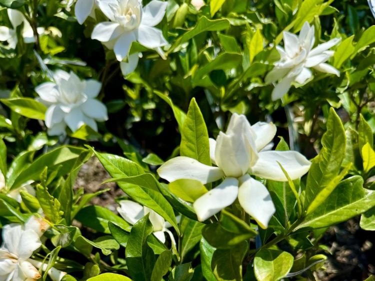 Picture of Gardenia augusta Four Seasons
