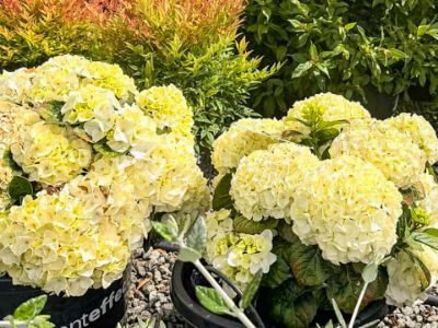 Picture of Hydrangea macrophylla Magical Pearl