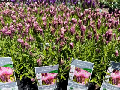 Picture of Lavandula stoechas Laveanna Pink