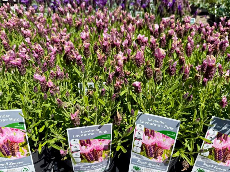 Picture of Lavandula stoechas Laveanna Pink