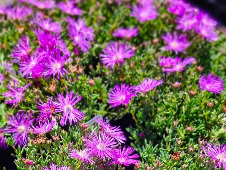 Picture of Mesembryanthemum hybrida Pink