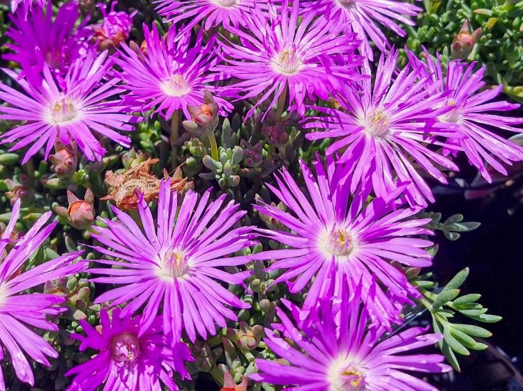 Picture of Mesembryanthemum hybrida Pink