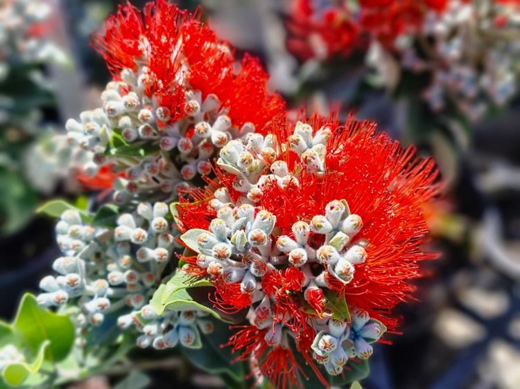 Picture of Metrosideros collina Velvet Sky PBR