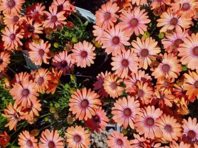 Picture of Osteospermum ecklonis Serenity Coral Magic